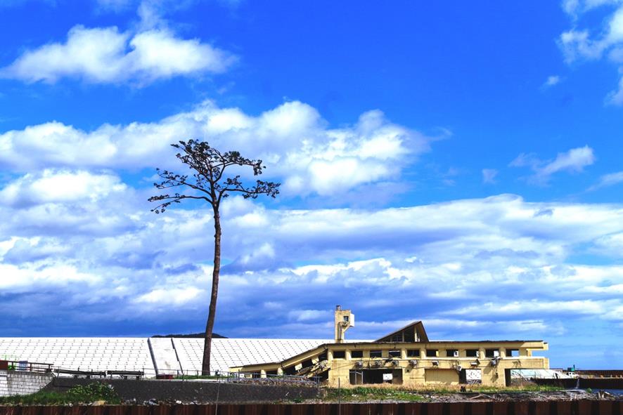 이미지: 7만 그루 중 한 그루 살아 남은 리쿠젠 타카타시의 한 그루 소나무